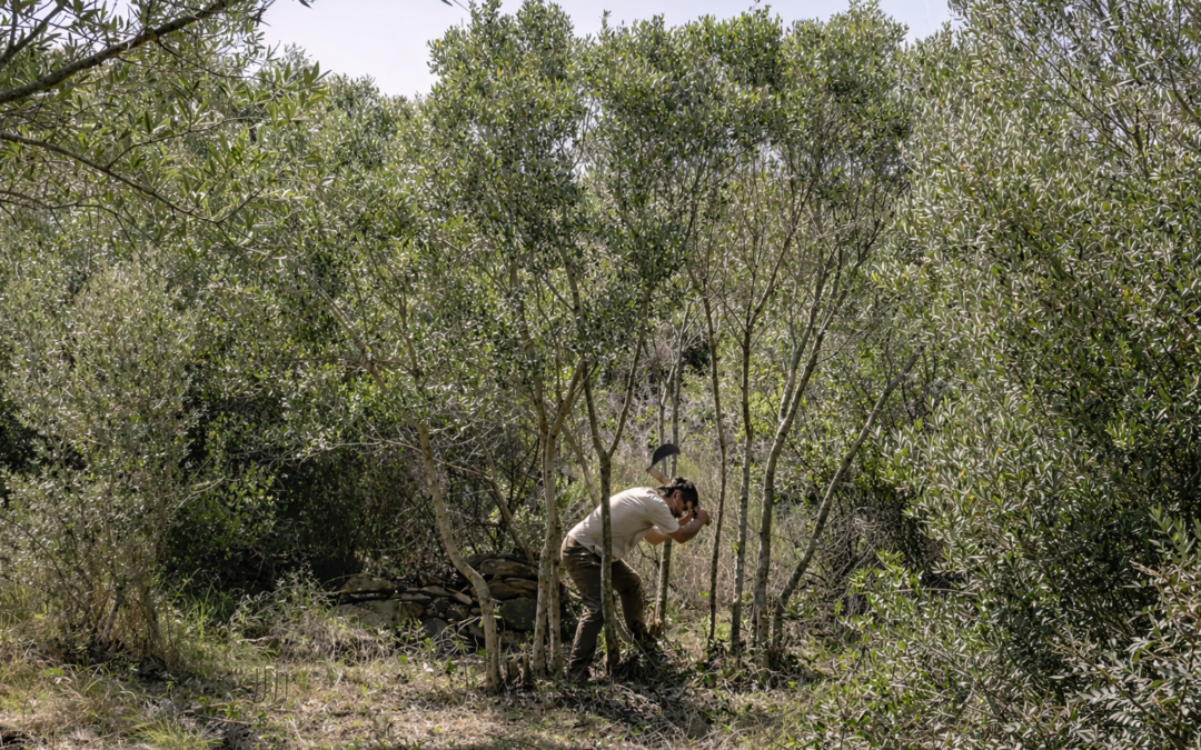 EMPELTS: BROTS I ARRELS, dins els Cicles Performatius A+A