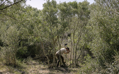 EMPELTS: BROTS I ARRELS, dins els Cicles Performatius A+A