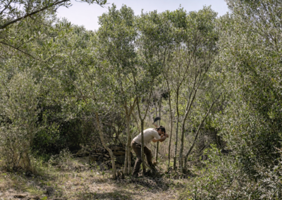 EMPELTS: BROTS I ARRELS, dins els Cicles Performatius A+A